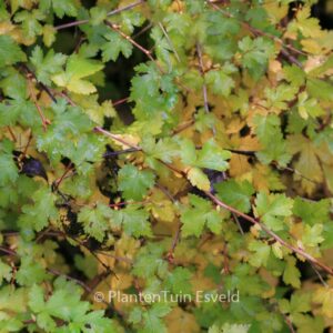 Stephanandra incisa 'Crispa'