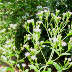 Stevia rebaudiana