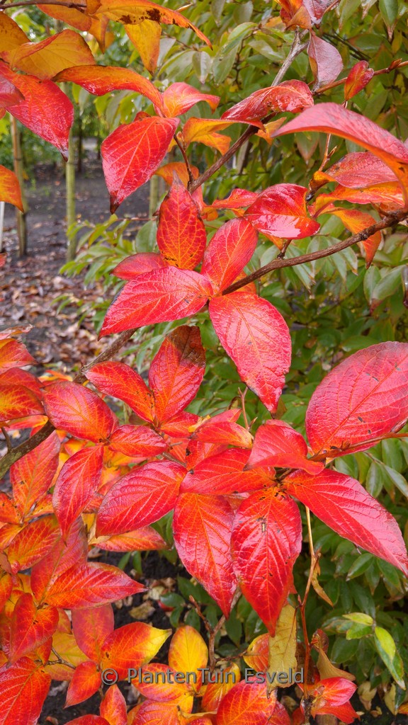 Stewartia pseudocamellia 'Koreana'