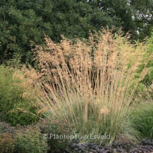 Stipa gigantea
