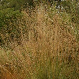 Stipa gigantea 'Goldfontaene'