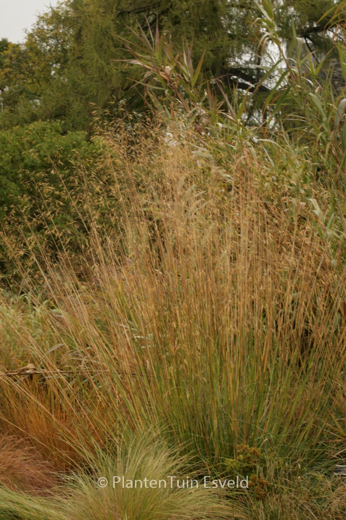 Stipa gigantea 'Goldfontaene'