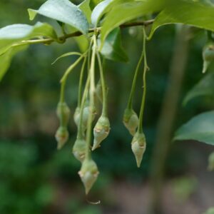 Styrax formosanus
