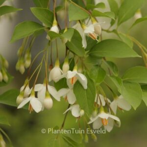 Styrax japonicus 'Chrystal'