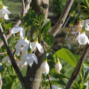 Styrax japonicus 'June Snow'