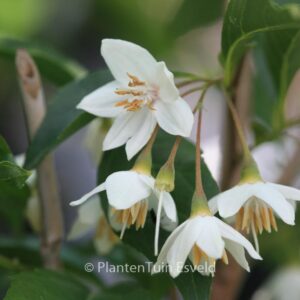 Styrax japonicus 'Snowfall'