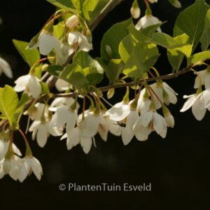 Styrax japonicus 'Sohuksan' (EMERALD PAGODA)