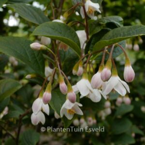 Styrax japonicus 'Wespelaar'