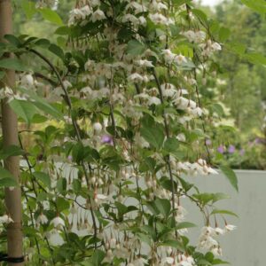 Styrax japonicus f. pendulus