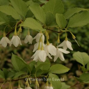 Styrax japonicus var. jippei-kawamurai