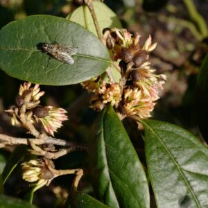 Sycoparrotia semidecidua