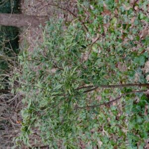 Sycopsis sinensis 'Little Leaf'