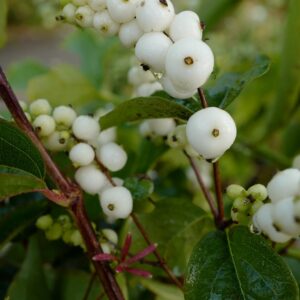 Symphoricarpos 'Magical Galaxy'