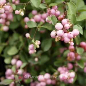 Symphoricarpos doorenbosii 'Mother of Pearl'