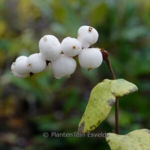 Symphoricarpos oreophilus
