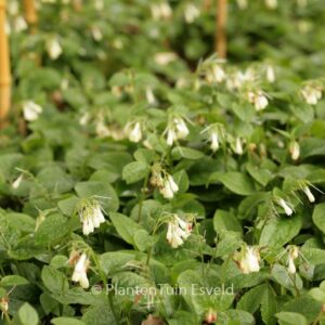 Symphytum grandiflorum