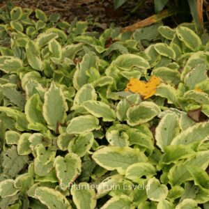 Symphytum grandiflorum 'Goldsmith'