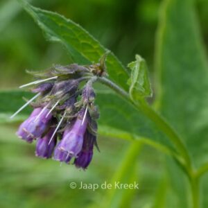Symphytum officinale