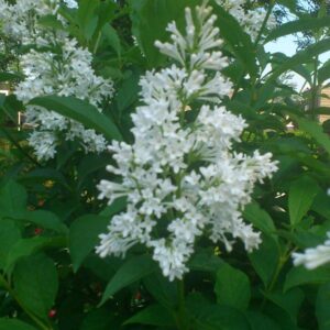 Syringa 'Agnes Smith'
