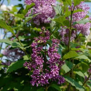 Syringa 'Minuet'