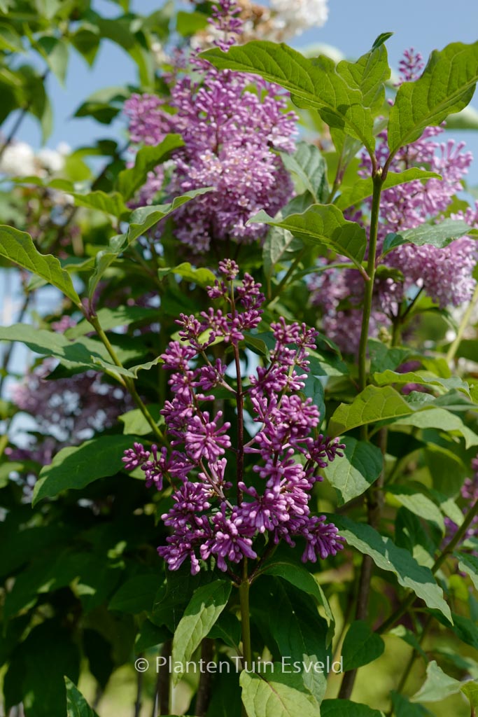 Syringa 'Minuet'