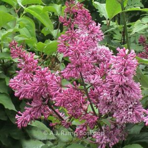 Syringa 'Redwine'