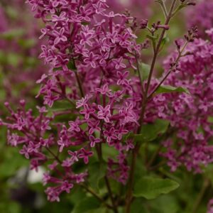 Syringa 'SMSJPB7' (BLOOMERANG DARK PURPLE)