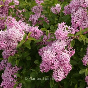 Syringa chinensis 'Amigo'