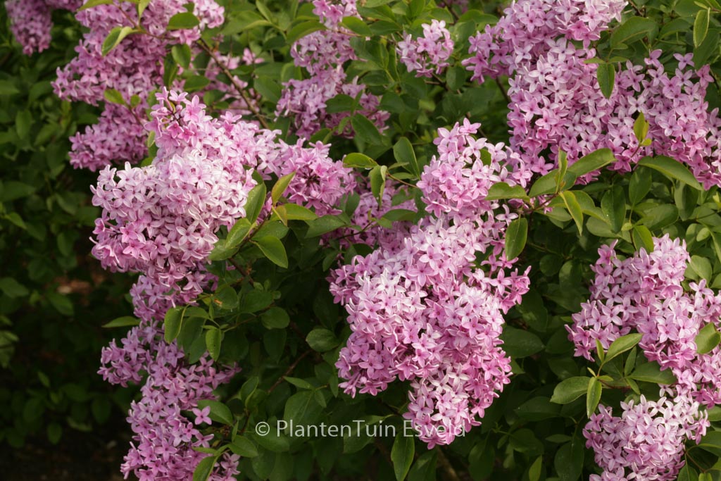 Syringa chinensis 'Amigo'