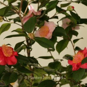 Syringa chinensis 'Duplex'