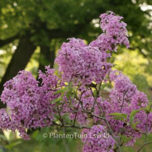 Syringa chinensis 'Saugeana'