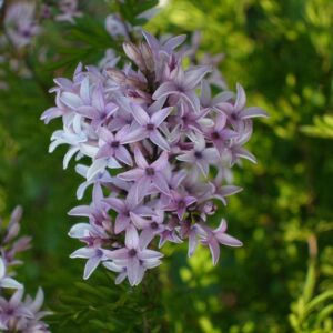 Syringa laciniata