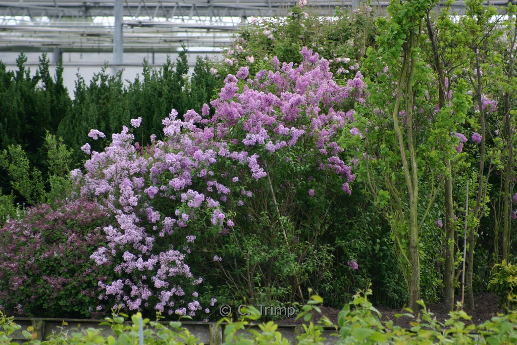 Syringa meyeri 'Palibin'
