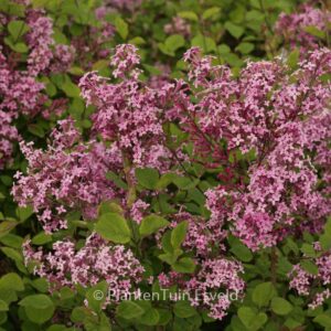 Syringa meyeri 'Pink Perfume' (BLOOMERANG)