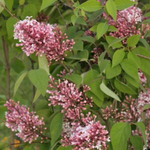 Syringa microphylla 'Superba'