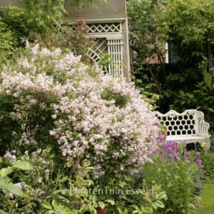 Syringa patula 'Miss Kim'