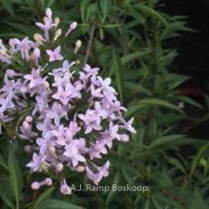 Syringa persica