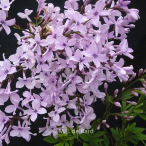 Syringa protolaciniata