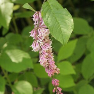 Syringa reticulata