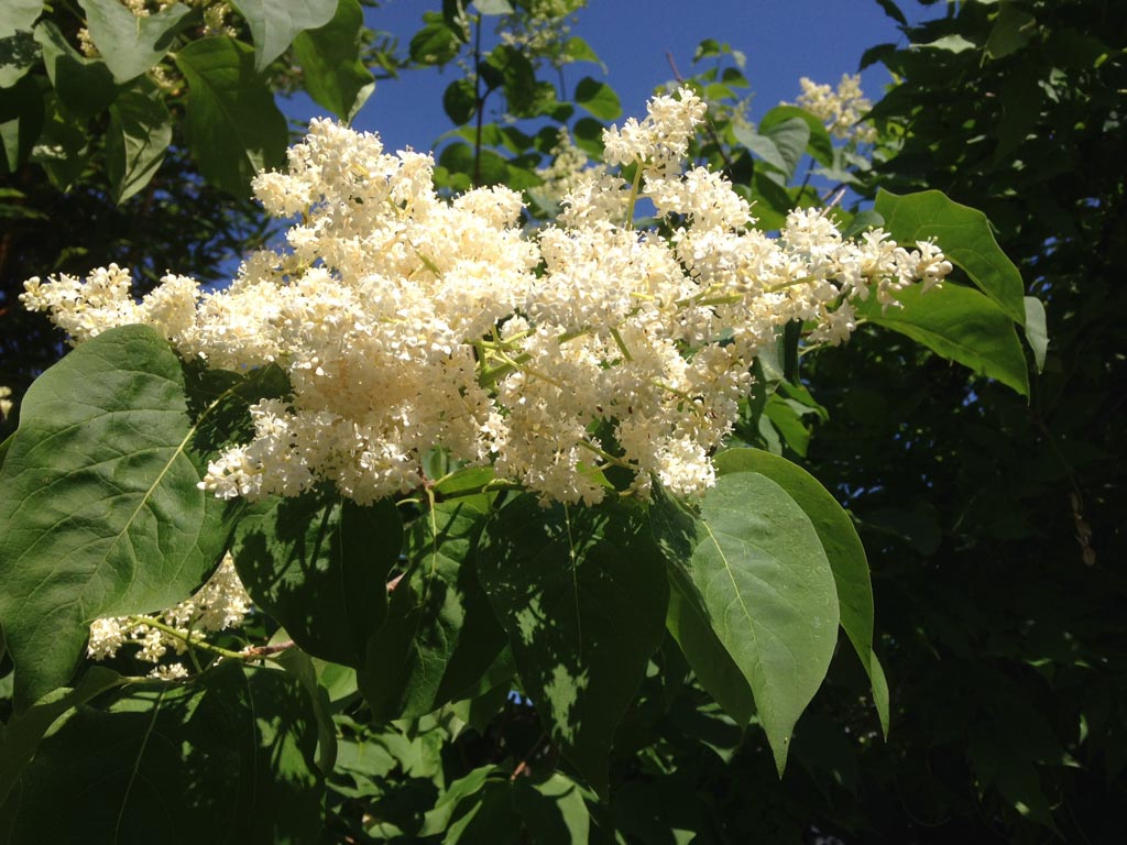 Syringa reticulata 'City of Toronto'