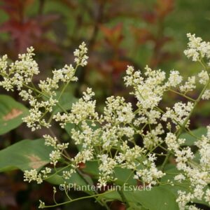 Syringa reticulata 'Ivory Silk'