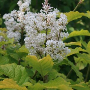 Syringa villosa 'Aurea'