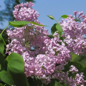 Syringa vulgaris 'California Rose'