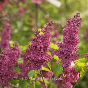 Syringa vulgaris 'Charles Joly'