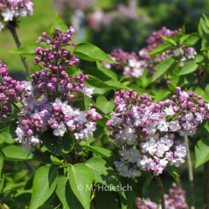 Syringa vulgaris 'General Pershing'