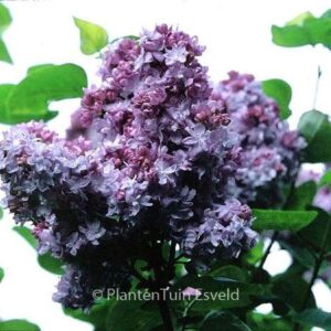 Syringa vulgaris 'Katherine Havemeyer'