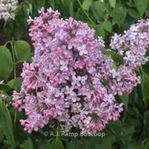 Syringa vulgaris 'Lucie Baltet'
