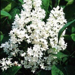 Syringa vulgaris 'Marie Legraye'