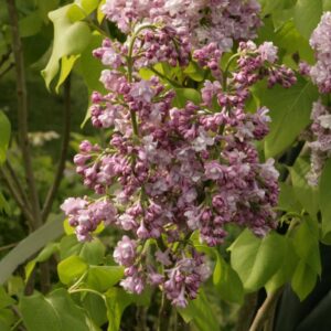 Syringa vulgaris 'Michel Buchner'