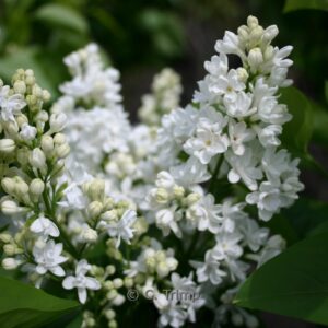 Syringa vulgaris 'Miss Ellen Willmott'